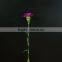 New purple crystal price fresh cut flowers carnation