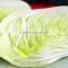 Commercal Automatical 2016 New Design Cabbage Spinch Washing Machine