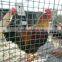 Anping factory best selling cattle fence/field fence