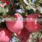 Red delicious Qinguan apple import from China Gansu Tianshui