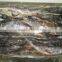 FROZEN CAT FISH