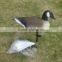 Foam Used Feeding Canada Goose Decoy for Hunter Hunting, Weight 75g