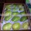 FRESH GUAVA - EXPORTED QUALITY - GOOD PRICE FROM Egypt