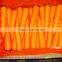 Fresh Carrot crops 2015 very suitable price for exporting
