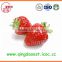 For sale High quality whole Strawberry