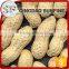 Skin extract organic roasted peanuts in shell