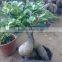 Ficus microcarpa bonsai