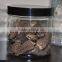 Yunnan Wild Fresh Morel Mushrooms Best Price