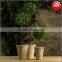 Decorative potted boxwood ball topiary