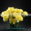 Fresh cut Yellow Fancy beautiful Carnation flowers glaring global distribution value from China