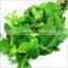 Mentha Oil
