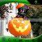Hongyi Custom Advertising Inflatable Pumpkin Balloon with LED Light, Inflatable Halloween Ornament for Sale