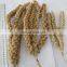 Huang gu su chinese supply yellow bird feed spray millet