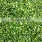 Sinocharm BRC A Approved 4-6MM IQF Vegetable Green Leek Cut Frozen Chinese Leek