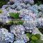 Cheap fresh preserved real touch flower hydrangea