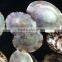 natural Cellana testudinaria sea shell polished 4.5-5.5cm 100pcs/bag accept paypal