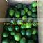 LIME AND FRESH LEMON WITHOUT SEEDS IN VIETNAM