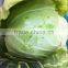 New Corp Round Purple Cabbage Fresh Cabbage
