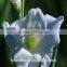 Best Hot Sale fresh cut flowers gladiolus in china From Kunming supplier