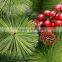 Pine Trees Christmas tree decoration high quality