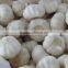 Fresh white garlic/Fresh Garlic /Jinxiang Garlic