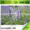 China Bulk Lavender Lavender Oil