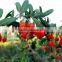 Super Quality Import Goji Berries From GMP Supplier