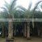 Hot Wholesale Outdoor Ornamental Decrotive Landscaping Phoenix Sylvestris Palm Trees Plants