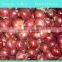 Fresh Red Onion for sale