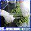Breathable cotton gloves