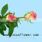 Environment-friendly Fresh Rose Supply Fresh Cut Roses Hopeshow for Parties From KUNMING