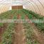 Drip Line Pipe Drip Irrigation Belt for Micron Irrigation