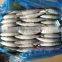 Block Shape and Whole Part Pacific Mackerel Scomber Japonicus
