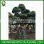 Ficus microcarpa bonsai 3.5m (3)