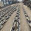 Studless Chain Cable Marine Anchor Chain Factory Anchor Chain Supplier