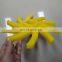 Top Soil Screening Star Separator Version