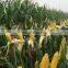 AcNPV + Bt provide control conopomorpha sinensis bradley