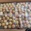 Frozen octopus ball roasted style good taste takoyaki