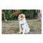 High Quality Outdoor Triangle Style Nylon Webbing Dog Harness/ Colorful Adjustable Dog Harness/ Dog Lead