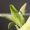 Decorative yellow king wide varieties fresh cut lily flower