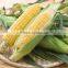 GRADE 2 YELLOW CORN