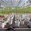 Drop Arrow drippers for water-saving greenhouse irrigation system