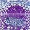 Sunflower Stem C.S Individual microscope prepared slide