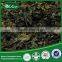 Wild Natural Black Peat Moss Green Vegetables Wholesale