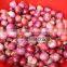 powerful electrical shallot and garlic peeling machine