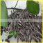 Common Cultivation Type and Sunflower edible Type sunflower for human consumption