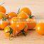 Hot Sale Seminis Tomato Seeds for Greenhouse
