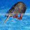 new zealand souvenir Hansa Kiwi Plush Toy