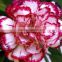 Cheap price carnation plants fresh carnation for gift