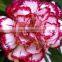 Cheap price carnation plants fresh carnation for gift